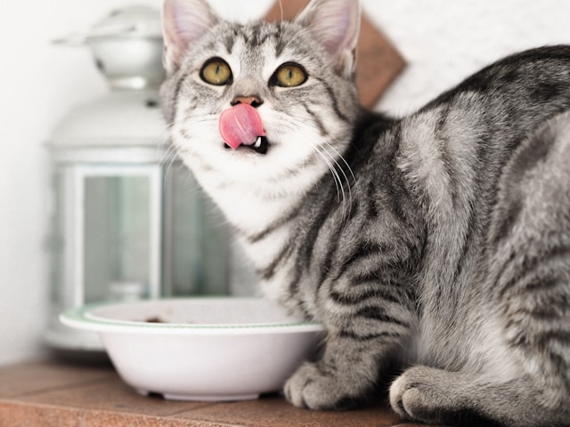 Taisyklės, kurios padės pasirinkti tinkamą kačių maistą jaunoms ir suaugusioms katėms