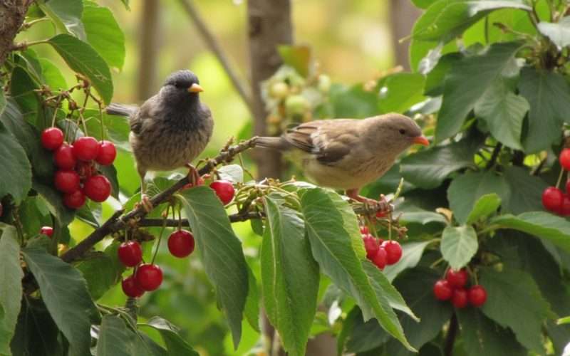 birds crave sweet cherries