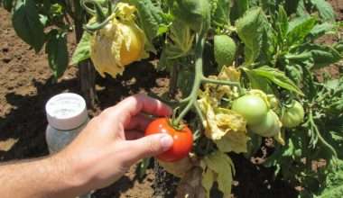 extreme heat stresses tomato plants