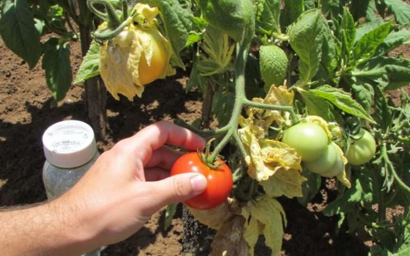 extreme heat stresses tomato plants