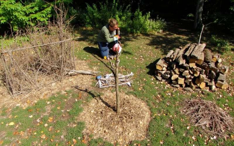 utilize pruned branches resourcefully