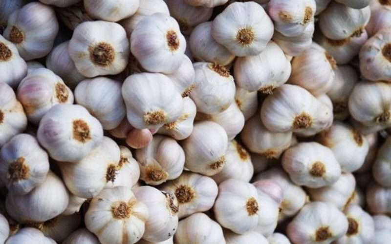 penkios daržovės ankstyvam derliui