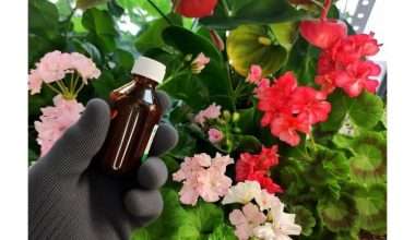 jodo įsišaknijimo technika pelargonijoms