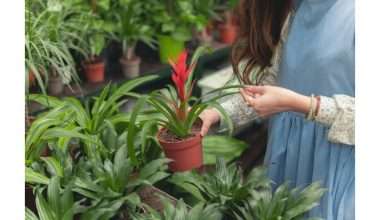 Žnybkite augalus, kad jie augtų stipresni